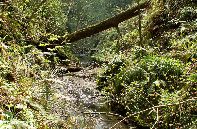 Woodlands